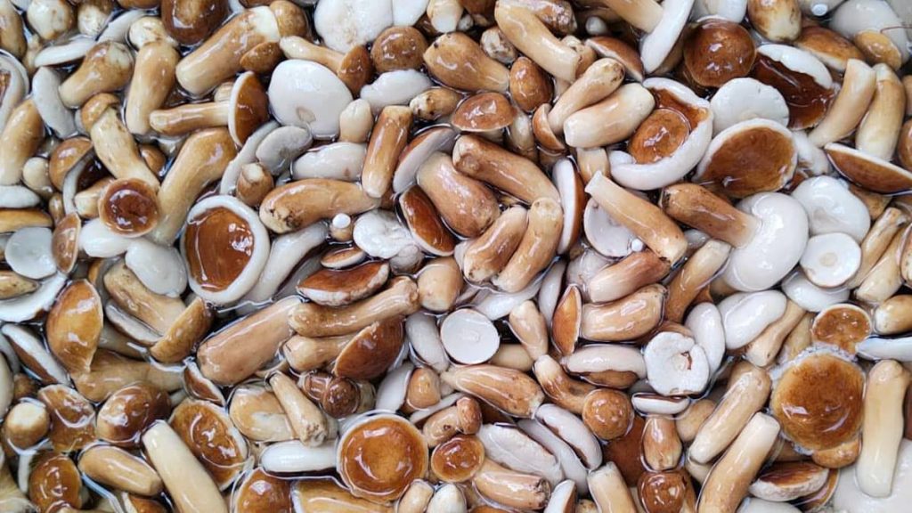 Nấm Tràm Phú Quốc