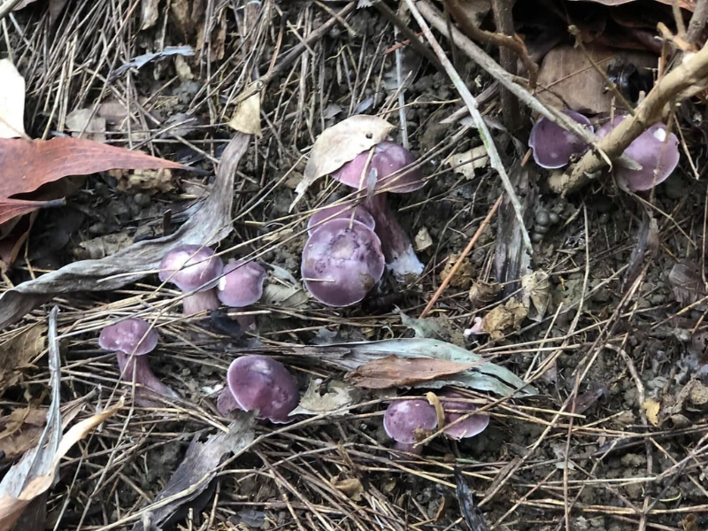 Món súp nấm tràm Phú Quốc đặc sản mùa mưa từ tháng 4 đến tháng 7 là trải nghiệm ẩm thực sau khi thăm Corona Casino Phú Quốc