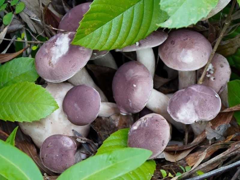 Món ăn từ nấm tràm Phú Quốc giúp hỗ trợ sức khỏe và tăng cường hệ miễn dịch cho du khách nghỉ dưỡng gần Corona Casino Phú Quốc