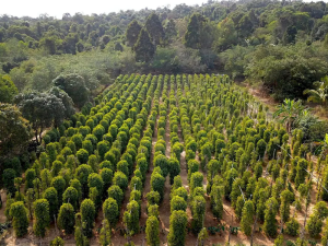 Complete Guide to Phu Quoc Countryside Pepper Farm near Corona Casino Phu Quoc