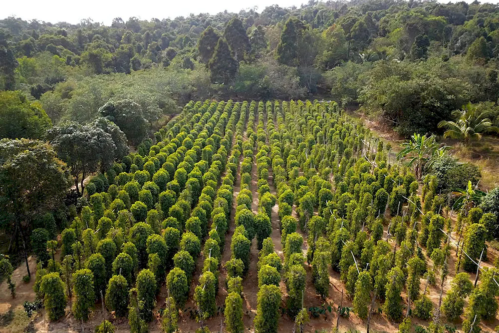 Discovering Phu Quoc countryside pepper farm near Corona Casino Phu Quoc