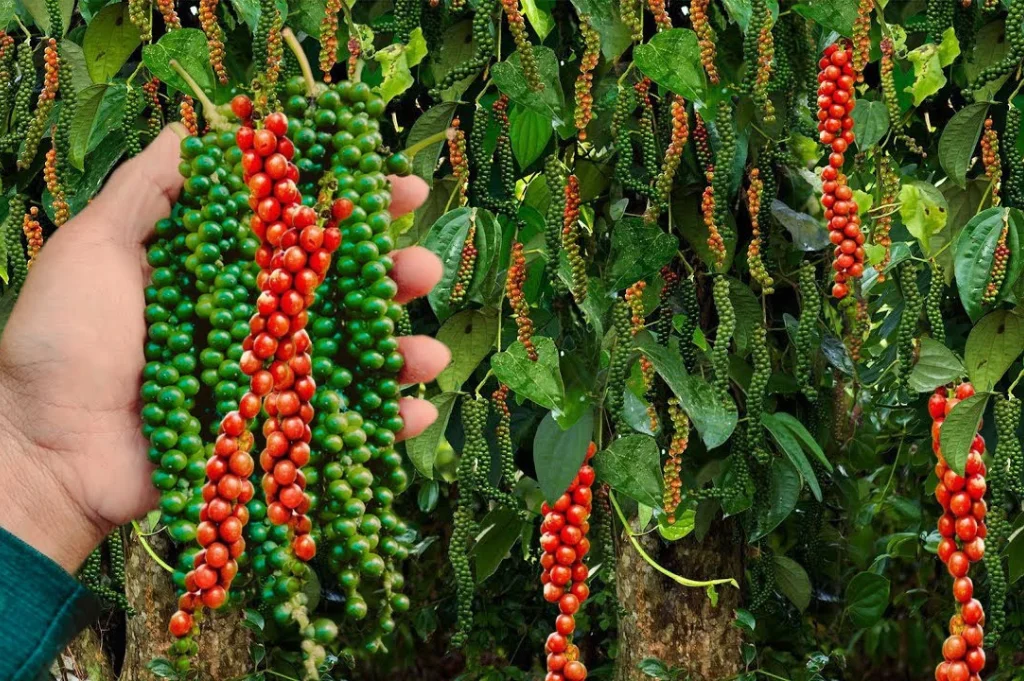 Top Experiences at Phu Quoc countryside pepper farm by Corona Casino Phu Quoc