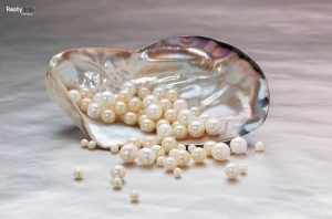 Phu Quoc pearl farm Guide 2025 of Corona Casino Phu Quoc