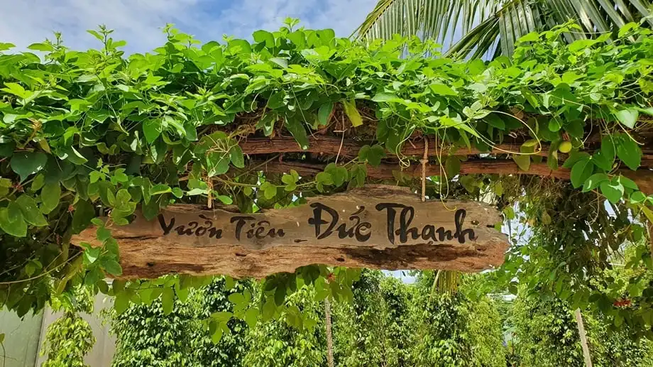 Duc Thanh Pepper Farm visit suggested by Corona Casino Phu Quoc