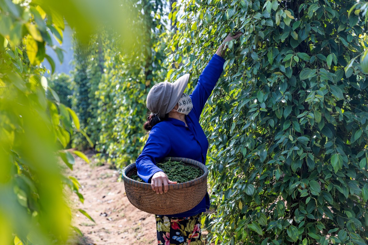 Scenic famous pepper farms tour promoted by Corona Casino Phu Quoc