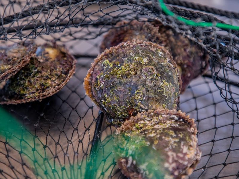 Watch pearl culturing and jewelry-making demonstrations near Corona Casino Phu Quoc
