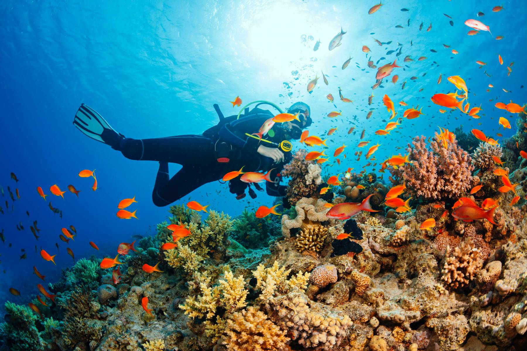 The Best Time to Dive in Phu Quoc Corona Casino Phu Quoc
