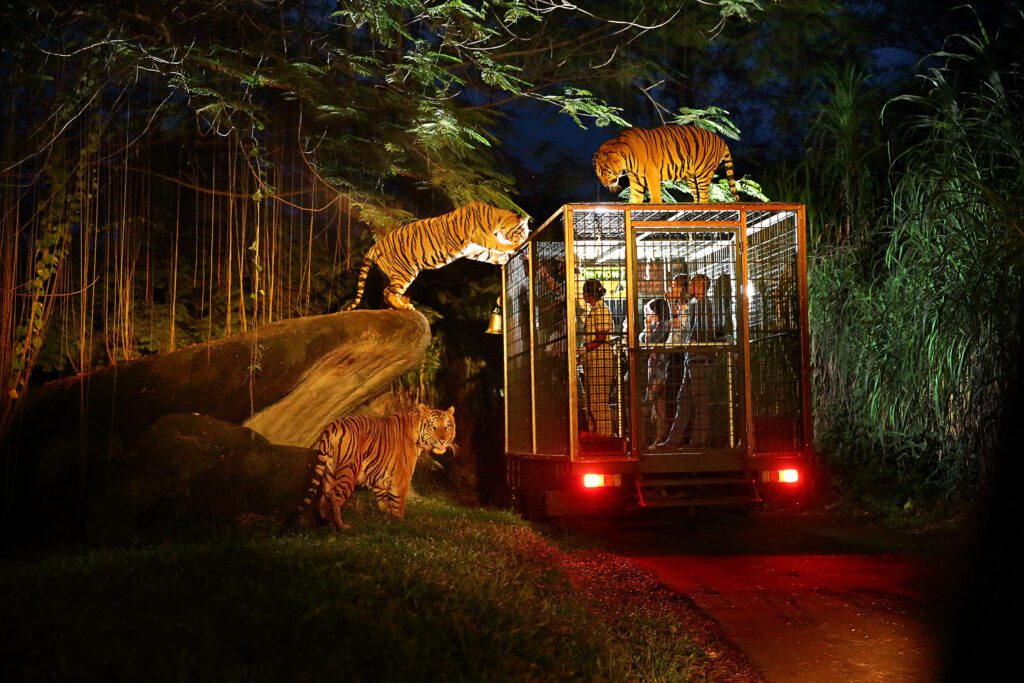 Explore the Night Safari at Vinpearl Safari