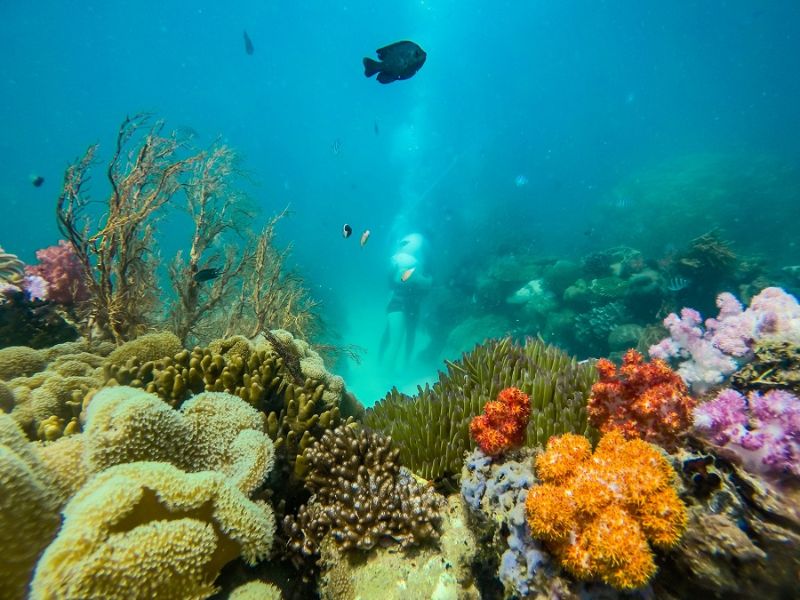 Snorkeling in clear waters around Turtle Island near Corona Casino Phu Quoc
