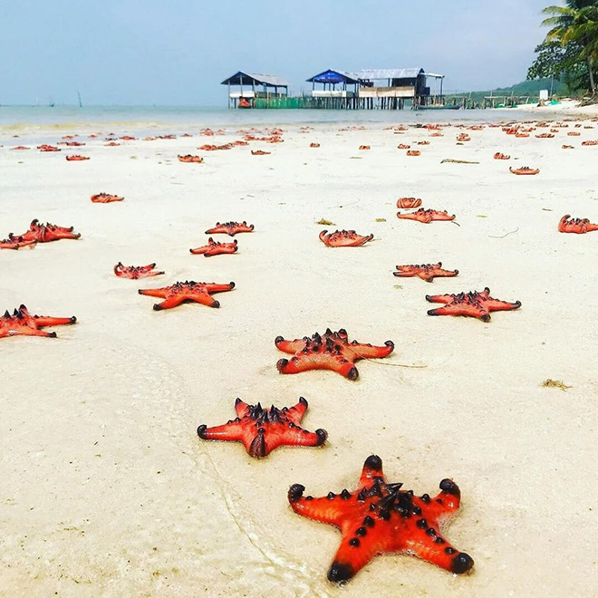 Rach Vem – The kingdom of starfish beneath crystal-clear waters
