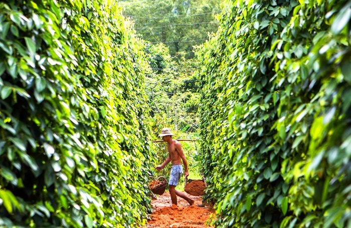 Explore Phu Quoc’s unique local farms just a short ride from Corona Casino Phu Quoc