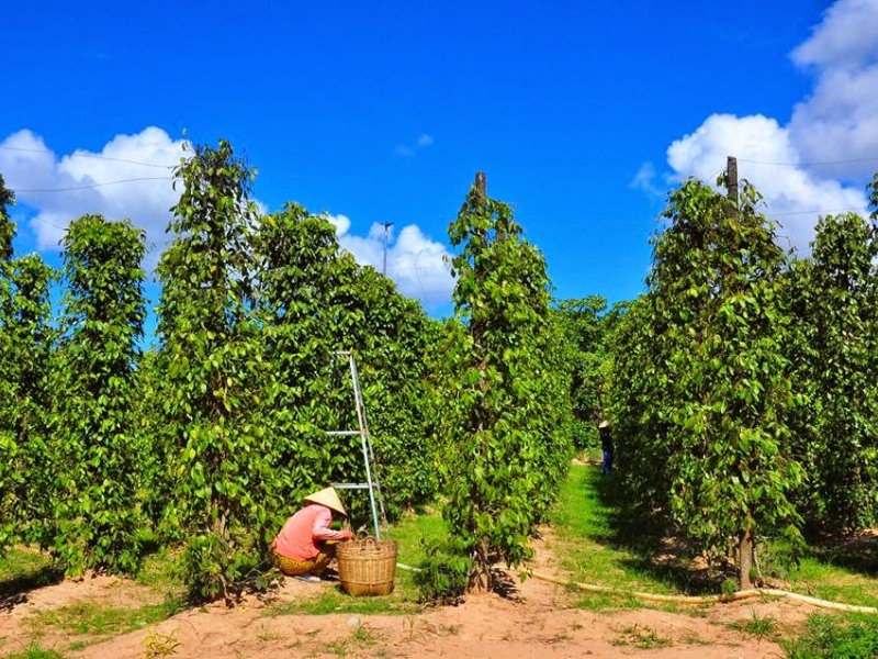 Vườn tiêu Phú Quốc là một trong những đặc sản và điểm tham quan không thể bỏ qua nằm sát bên Corona Casino Phú Quốc