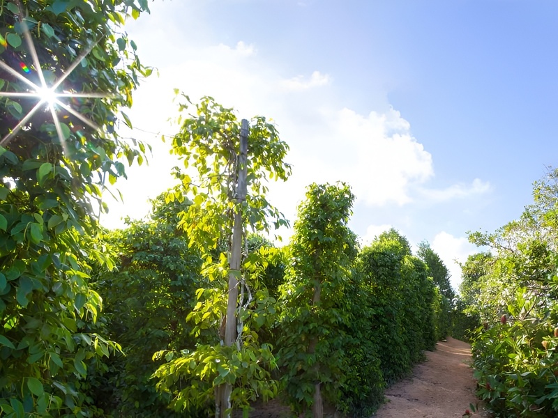A lush green pepper garden in Phu Quoc showcasing local agriculture and culture near Corona Casino Phu Quoc