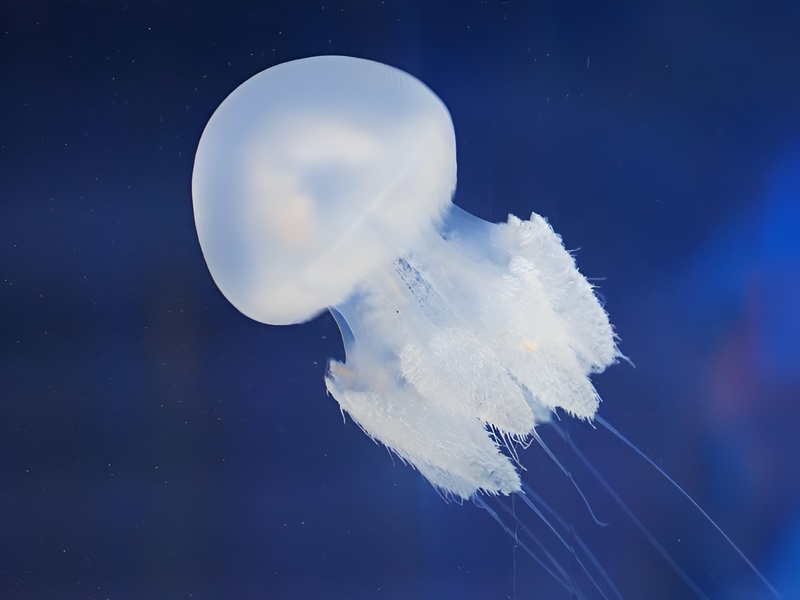 Seasonal warning that jellyfish appear in Phu Quoc from late November to mid December near coastal areas of Corona Casino Phu Quoc