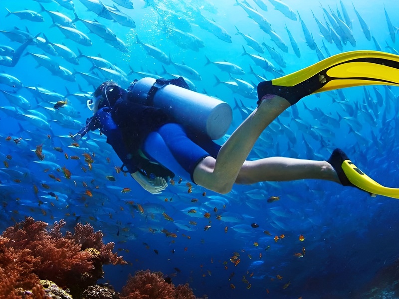 Instructions on how to stay calm when encountering jellyfish and what to do while swimming near Corona Casino Phu Quoc