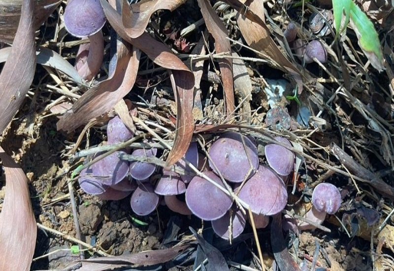 Freshly harvested Melaleuca Mushrooms a local Phu Quoc delicacy available near Corona Casino Phu Quoc
