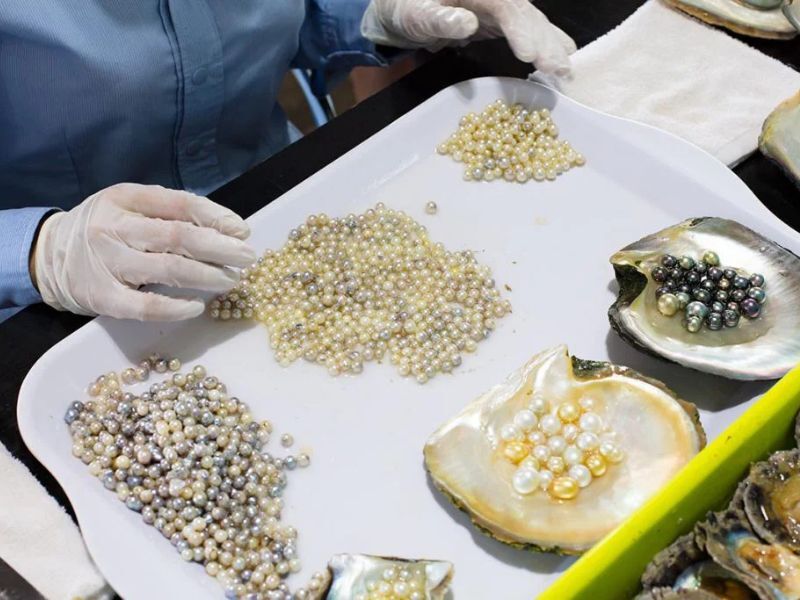 Selecting elegant Phu Quoc pearl jewelry pieces for souvenirs a luxurious purchase for guests staying near Corona Casino Phu Quoc