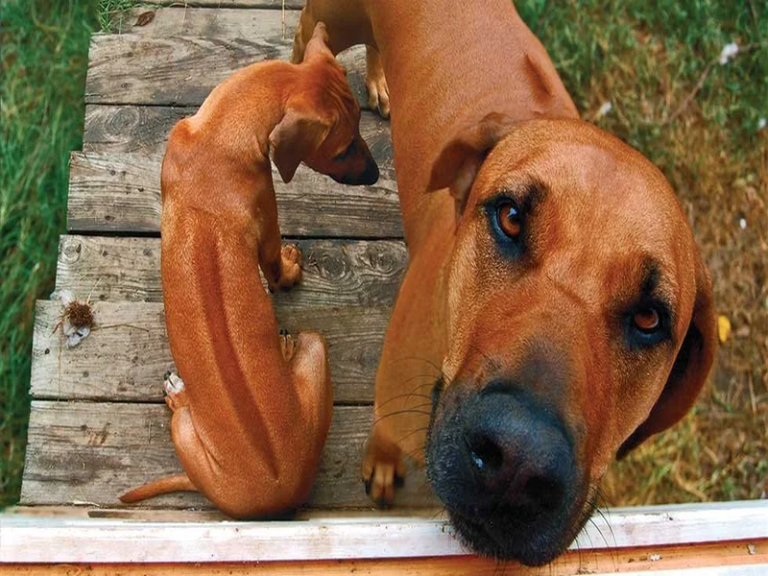 Ridgeback Without Ridge Phu Quoc Ridgeback: Vietnam’s Legendary National Dog