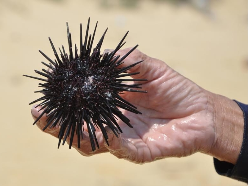 Thưởng thức nhum biển Phú Quốc thường được ví như "nhân sâm" của đại dương để bồi bổ cơ thể sau những giờ giải trí sôi động tại Corona Casino Phú Quốc.