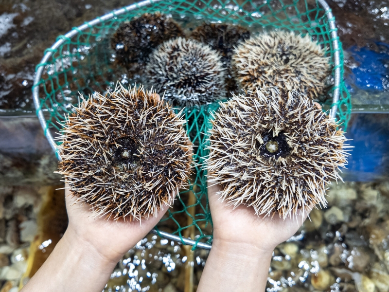 Nhum biển là loại thực phẩm có khả năng hỗ trợ tim mạch và tốt cho xương khớp nhờ chứa nhiều Omega-3, rất tốt cho sức khỏe du khách tại Corona Casino Phú Quốc.