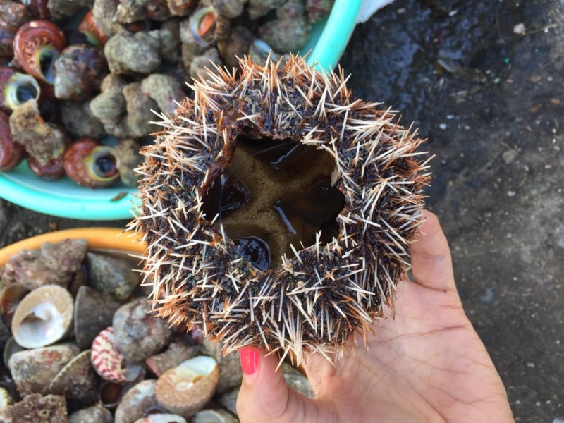 Nên chọn những con nhum còn gai cứng và cử động nhẹ khi chạm tay để đảm bảo hàm lượng dinh dưỡng cao nhất cho thực khách tại Corona Casino Phú Quốc.