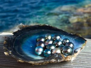 Discover Pearl Factory Phu Quoc: Nature's Finest Gem