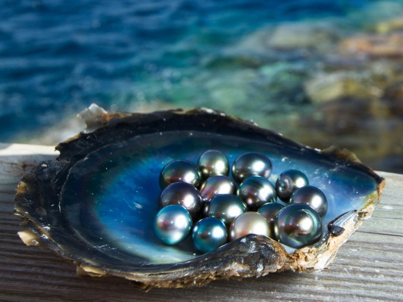A professional close-up of natural saltwater pearls from Phu Quoc admired for luster purity and variety on display near the luxury Corona Casino Phu Quoc resort