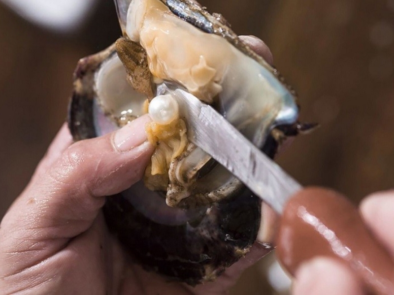 Professional technicians carefully implant nuclei into oysters to cultivate high-quality pearls for luxury shoppers at Corona Casino Phu Quoc