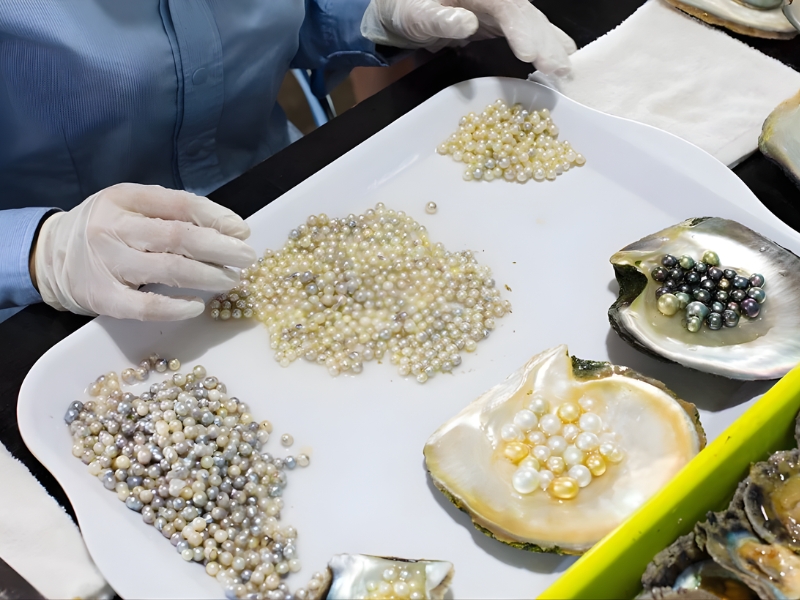 A professional demonstration where fresh oysters opened on-site reveal mature pearls grown over several years for guests of the luxury Corona Casino Phu Quoc resort