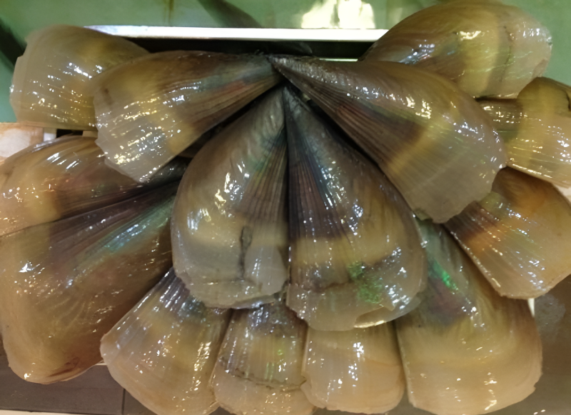 Còi biên mai Phú Quốc nấu lẩu thanh ngọt là món ăn giải nhiệt lý tưởng cho du khách sau những giờ vui chơi tại Corona Casino Phú Quốc.