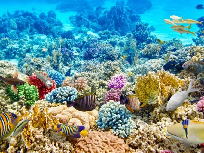 Vibrant coral garden with colorful tropical fish near Corona Resort & Casino Phu Quoc