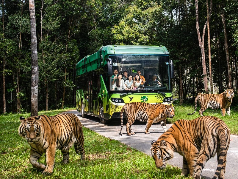 A tiger safari bus transporting visitors through the tiger habitat at Vinpearl Safari near Corona Resort & Casino Phu Quoc