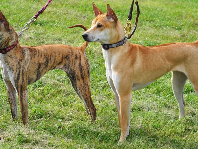 Two Phu Quoc ridgeback dogs standing alert on a grassy field
